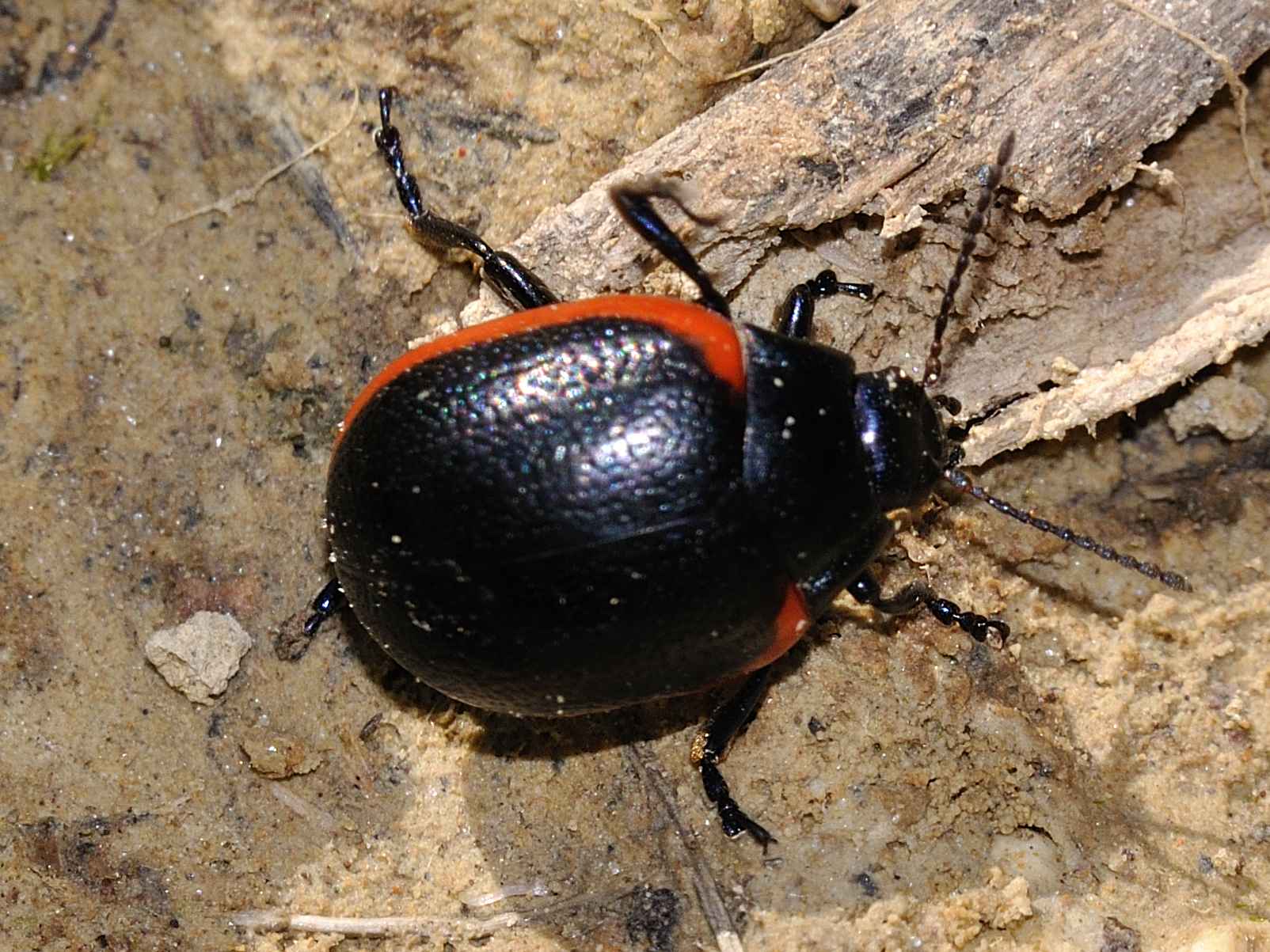 Chrysolina rossia